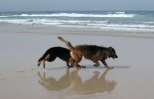 Tallow Beach dogs